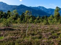 Ausblick über die blühende Besenheide zum Hochgern